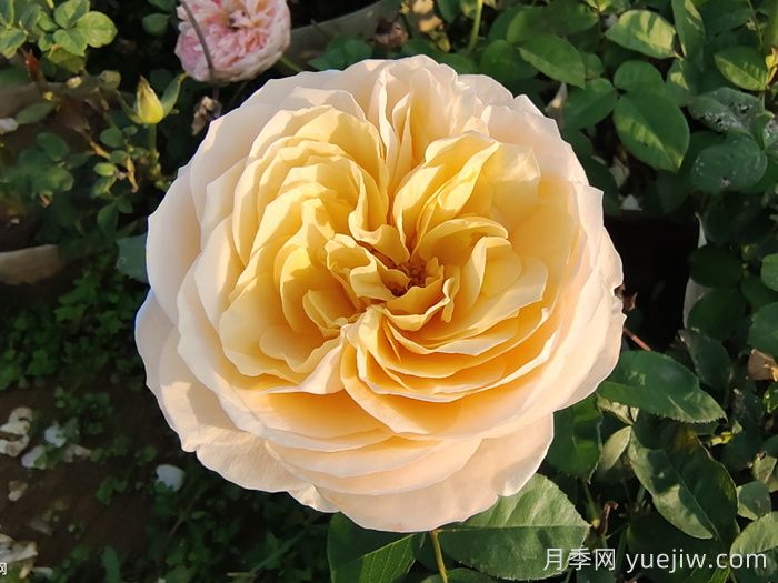 朱麗葉月季的花朵表現(xiàn)怎么樣？(圖1)