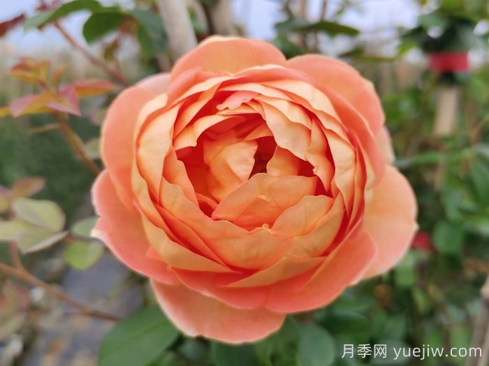 8種高顏值又好養(yǎng)的月季花，唯美驚艷(圖3)