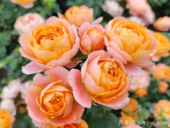 8種高顏值又好養(yǎng)的月季花，唯美驚艷(圖5)