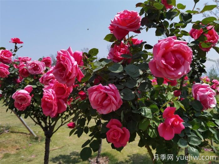 涼山西昌：春日浪漫，比碗口大的月季花你見過嗎？(圖2)