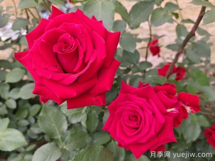 薔薇、月季、玫瑰怎么區(qū)分？(圖1)
