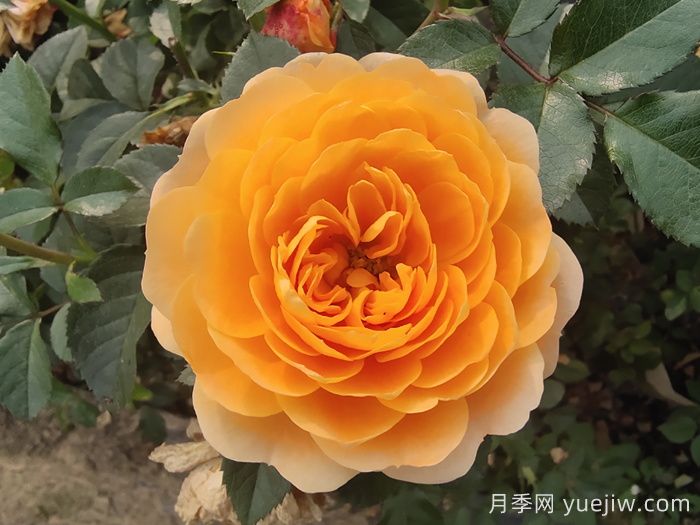 花期長且好養(yǎng)的月季有哪些？必備6個(圖1)