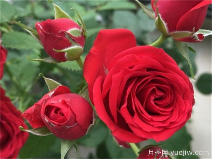 適合陽臺養(yǎng)護(hù)的月季品種，附養(yǎng)護(hù)要點(diǎn)(圖2)