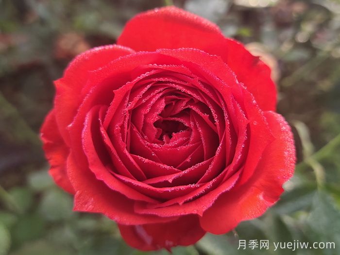 經(jīng)典中國(guó)紅！20種紅色月季推薦(圖1)