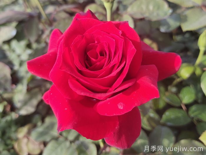 經(jīng)典中國(guó)紅！20種紅色月季推薦(圖2)