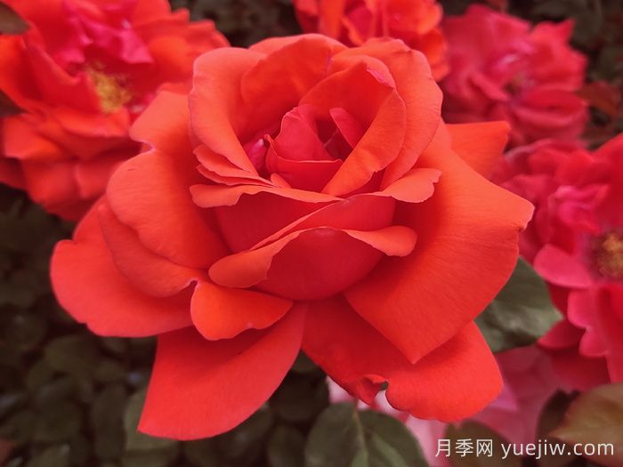 經(jīng)典中國(guó)紅！20種紅色月季推薦(圖3)