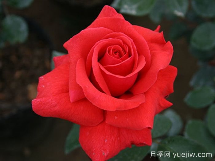 經(jīng)典中國(guó)紅！20種紅色月季推薦(圖4)