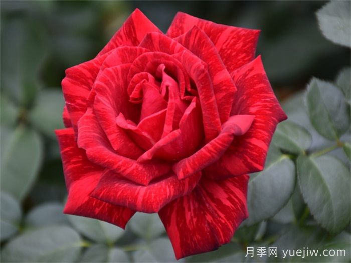經(jīng)典中國(guó)紅！20種紅色月季推薦(圖5)