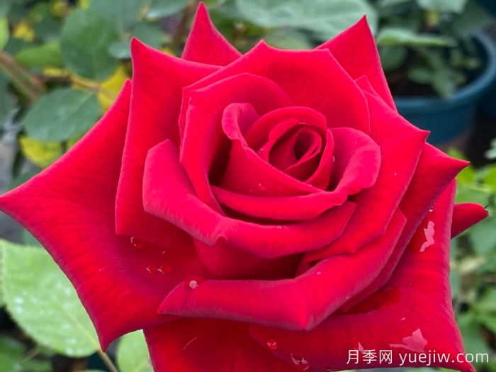 經(jīng)典中國(guó)紅！20種紅色月季推薦(圖7)