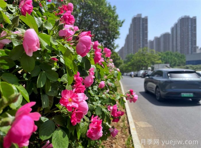 洛陽：月季花開香滿城，打卡地點(diǎn)送給你(圖2)