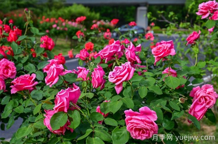 洛陽：月季花開香滿城，打卡地點(diǎn)送給你(圖1)