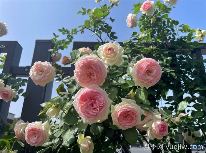 洛陽：月季花開香滿城，打卡地點(diǎn)送給你(圖3)