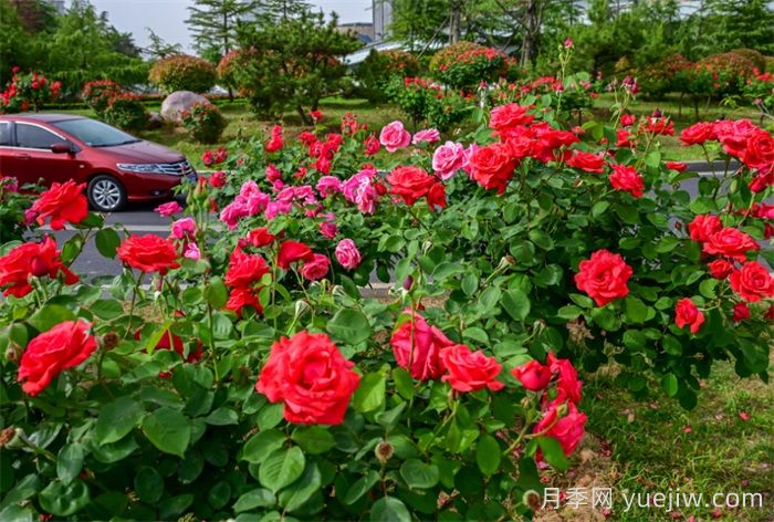 洛陽：月季花開香滿城，打卡地點(diǎn)送給你(圖4)
