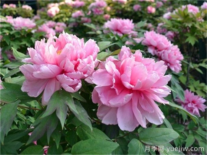 如何區(qū)分芍藥和牡丹？(圖1)