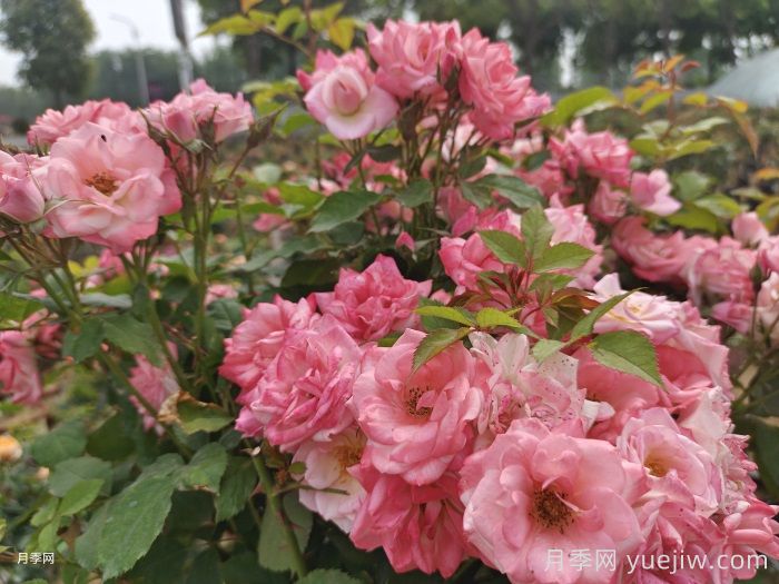 藤櫻霞月季的優(yōu)缺點(diǎn)是什么？(圖1)