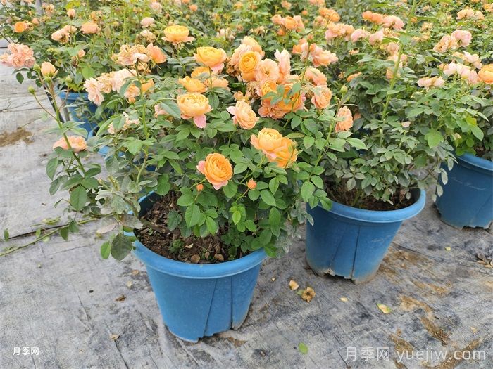 月季花后該如何修剪？月季花后修剪指南(圖2)
