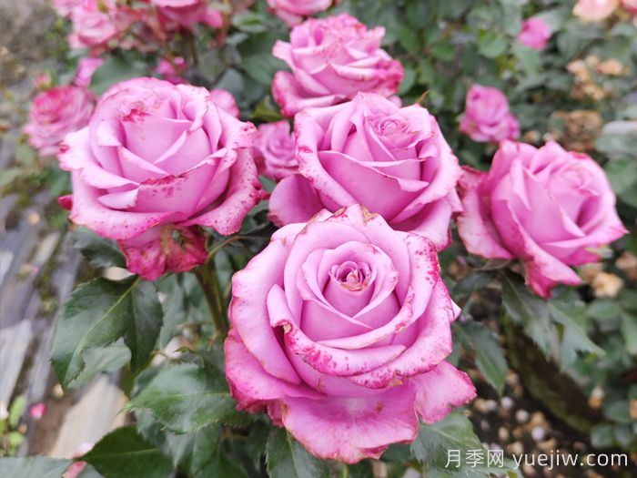 五月份，陽(yáng)臺(tái)黨必備的月季爆花養(yǎng)護(hù)全攻略(圖2)