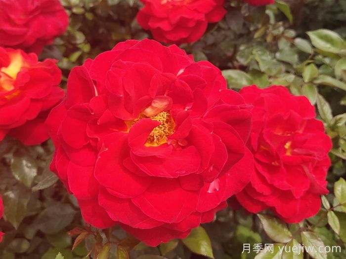 野生薔薇到現(xiàn)代月季的歷史演變(圖1)
