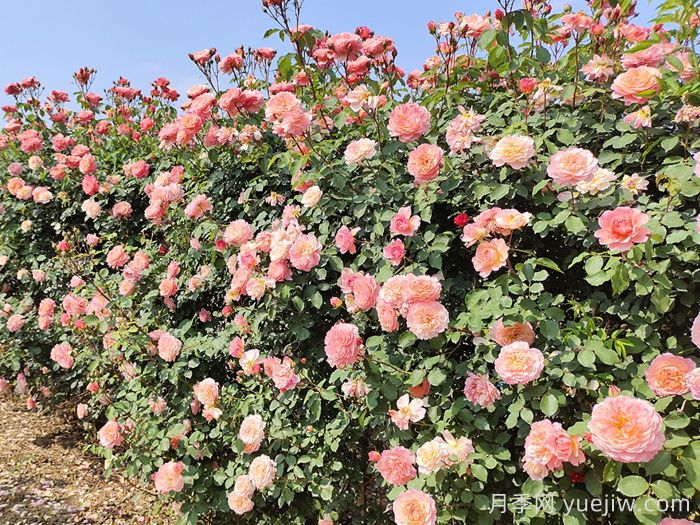 月季花枝垂頭打蔫，原來是莖蜂惹的禍(圖1)
