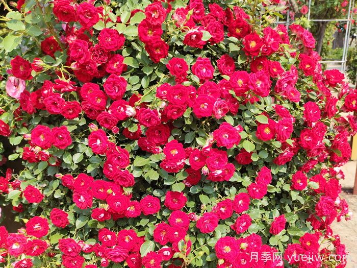 五月份月季花該如何管理？(圖2)