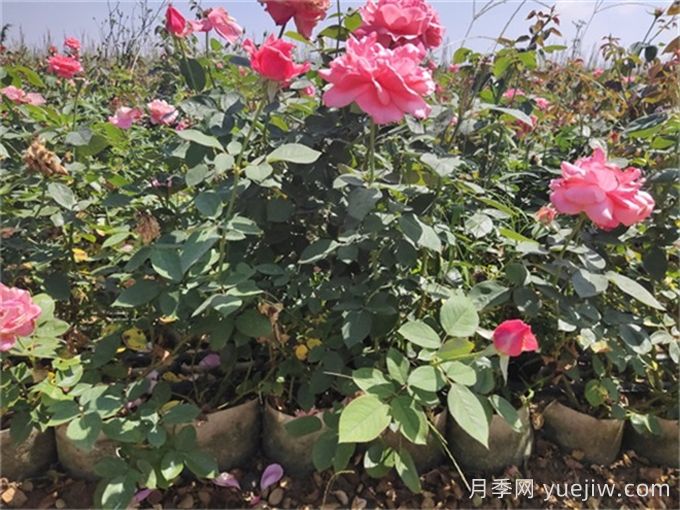 月季不開花的真相，很多人**步就錯(cuò)了(圖3)