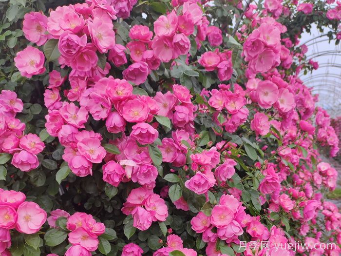 四季如春的花園，一定有棵四季藤本月季！(圖1)
