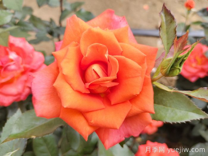 月季花種子怎么種才能苗出的快？(圖1)