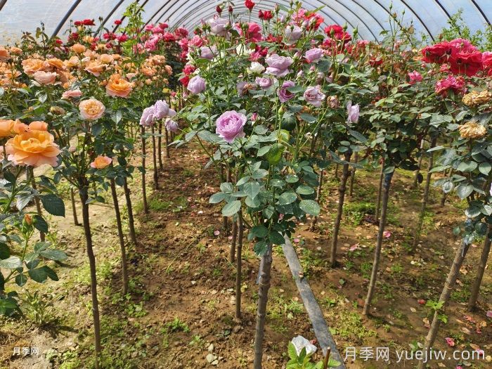 樹狀月季用什么樹嫁接？(圖1)