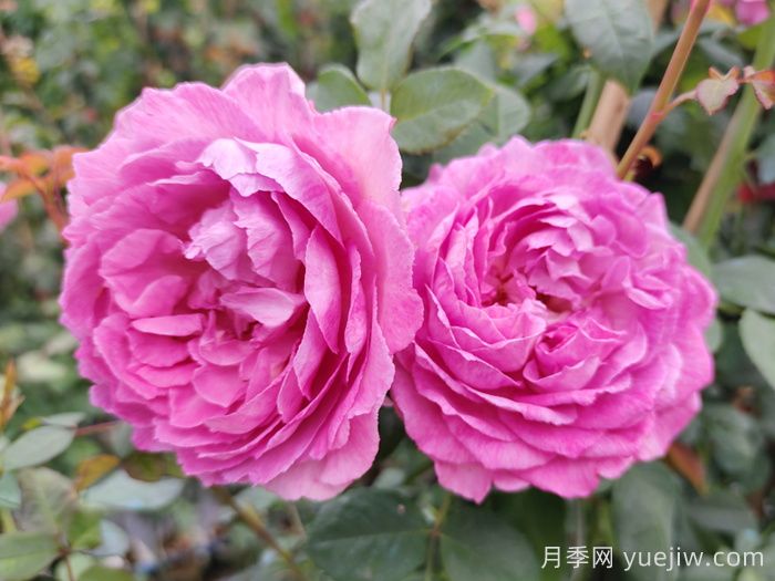 月季象征著怎樣的含義？(圖1)