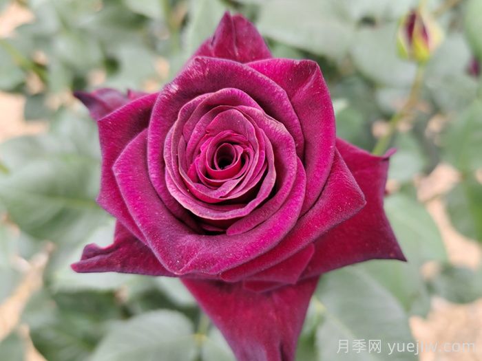 不同顏色月季花代表的含義？(圖1)