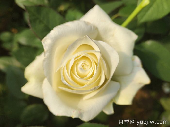 不同顏色月季花代表的含義？(圖2)
