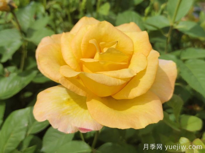 不同顏色月季花代表的含義？(圖3)