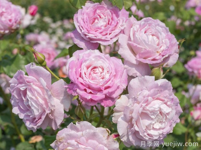 芰荷月季(圖1)