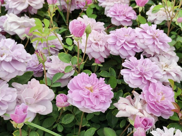 藍(lán)色陰雨月季一年開幾次花？(圖1)