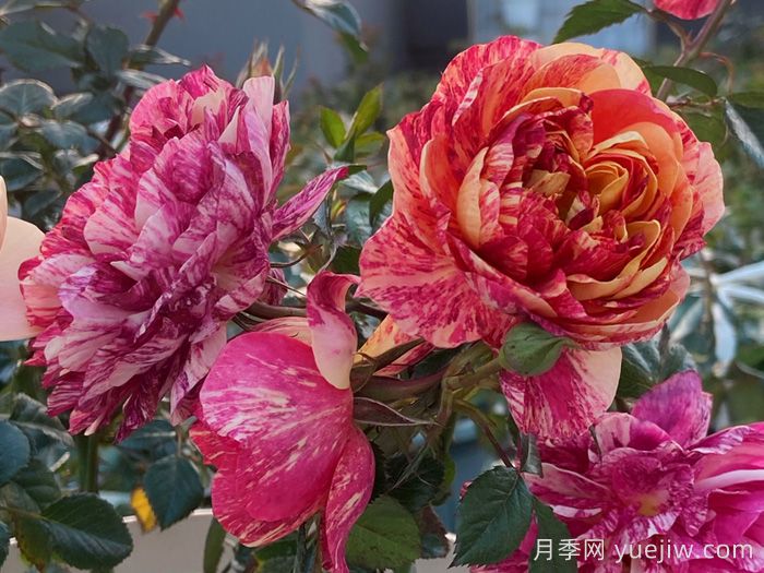 果汁飛濺月季為什么會(huì)出現(xiàn)返祖？(圖1)