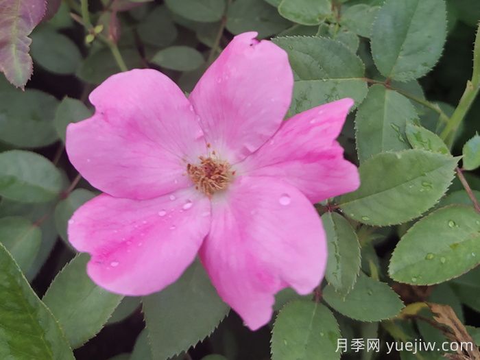 重瓣月季和單瓣月季哪個好？(圖1)