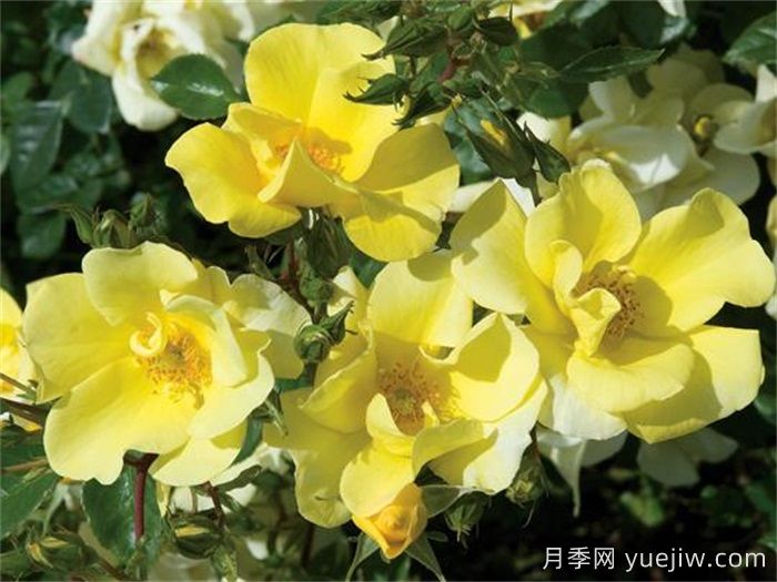 單瓣月季也迷人，推薦5個(gè)單瓣月季品種(圖2)