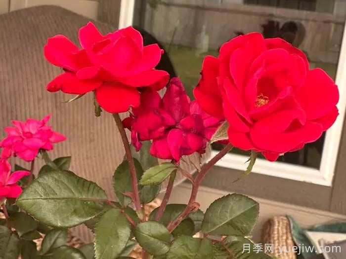 特倫欽月季(圖1)