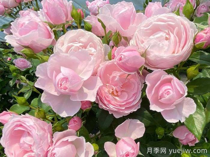 漢斯戈納文月季(圖2)