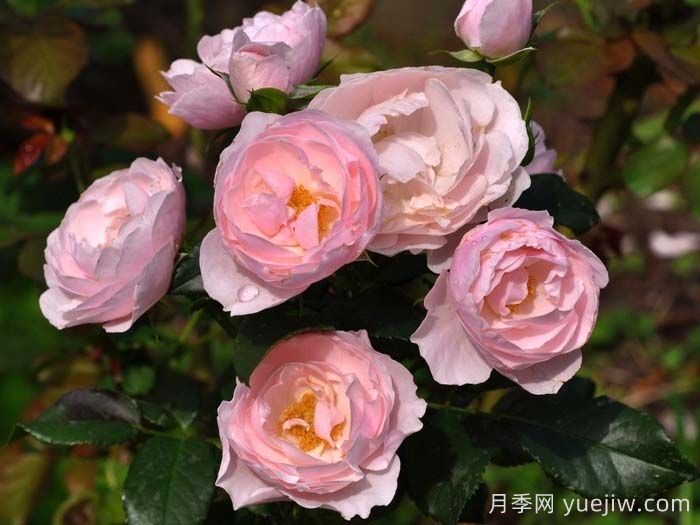 漢斯戈納文月季(圖3)