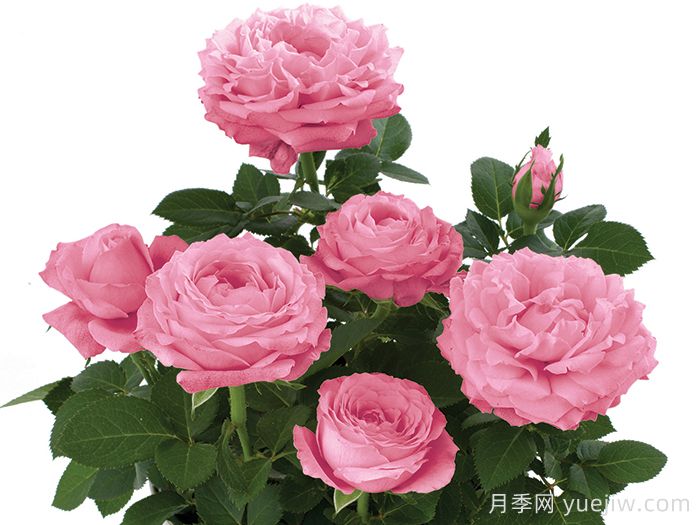無(wú)限粉紅月季/粉色無(wú)限月季(圖1)