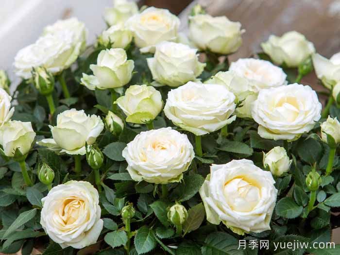 無(wú)限白色月季(圖1)