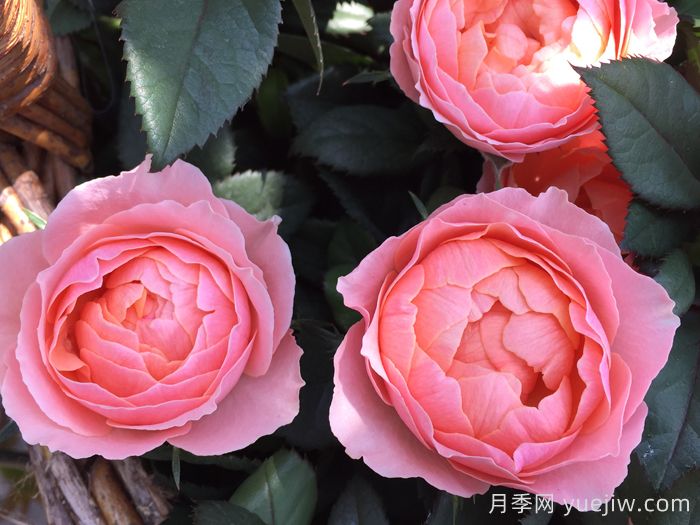 無限女王月季(圖3)