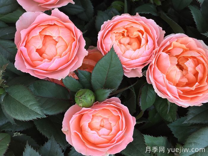 ***齊全的適合陽(yáng)臺(tái)養(yǎng)的月季品種系列(圖1)