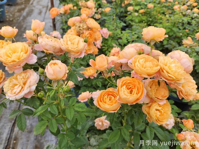 ***齊全的適合陽(yáng)臺(tái)養(yǎng)的月季品種系列(圖2)