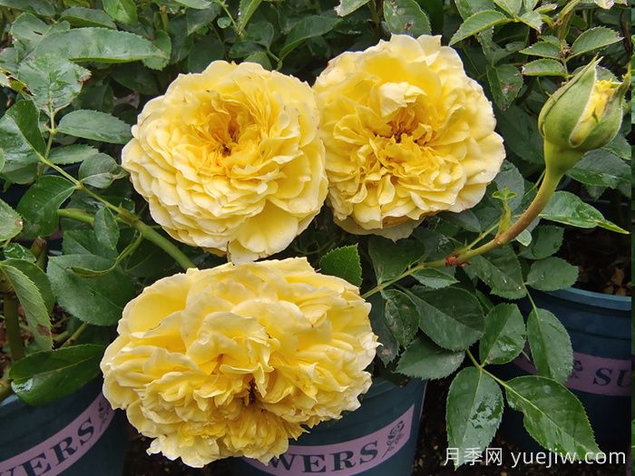 ***齊全的適合陽(yáng)臺(tái)養(yǎng)的月季品種系列(圖3)