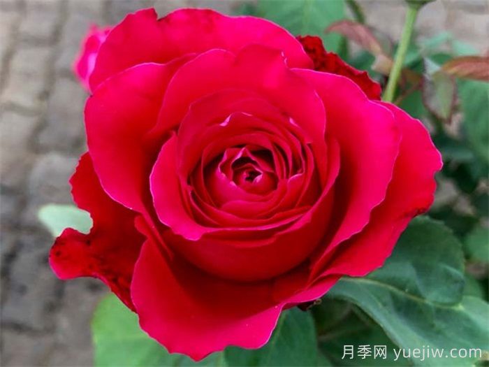 ***齊全的適合陽(yáng)臺(tái)養(yǎng)的月季品種系列(圖6)