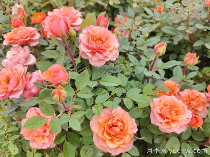 月季花品種到底有多少？(圖1)