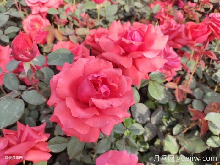 月季花在中國(guó)有哪些受歡迎的品種？(圖1)
