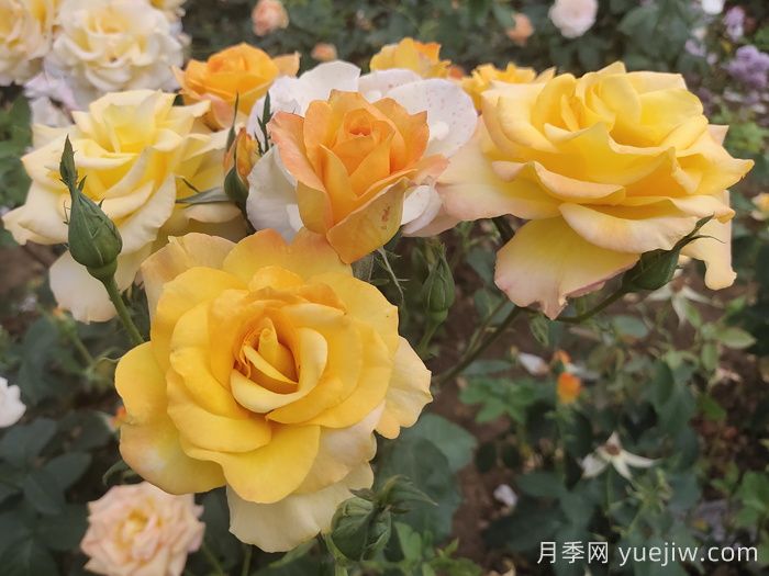 月季花品種會隨著時(shí)間發(fā)展而減少嗎？(圖1)